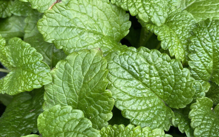 Mélisse Citronnelle Utilisation : Bienfaits et Astuces Pratiques