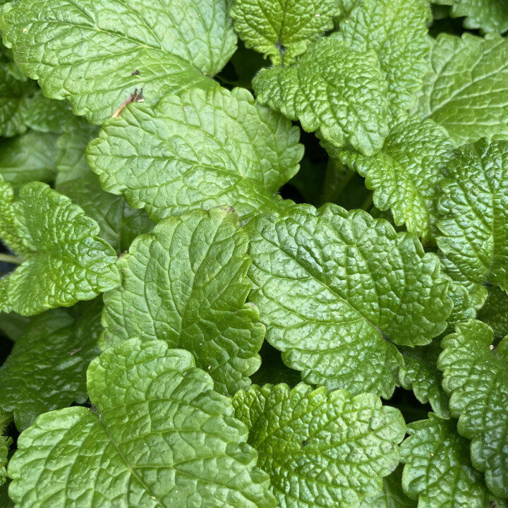 Mélisse Citronnelle Utilisation : Bienfaits et Astuces Pratiques