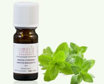 Menthe Citronnée Utilisation : 10 Astuces Incontournables à Découvrir