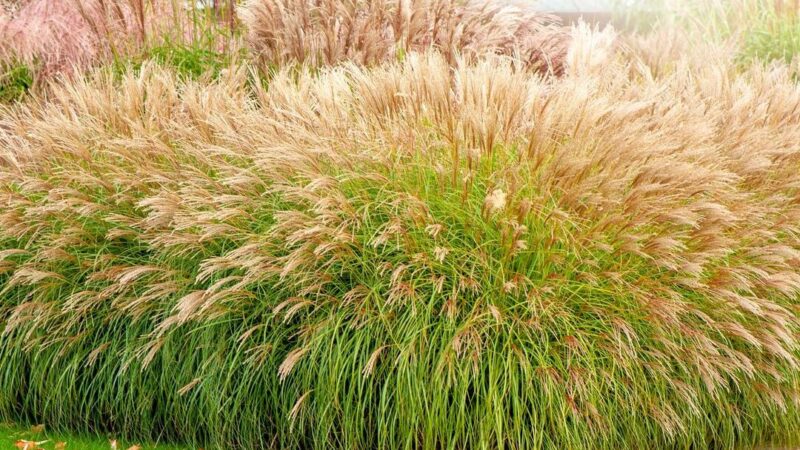 Miscanthus Utilisation : Découvrez ses Avantages Incomparables !