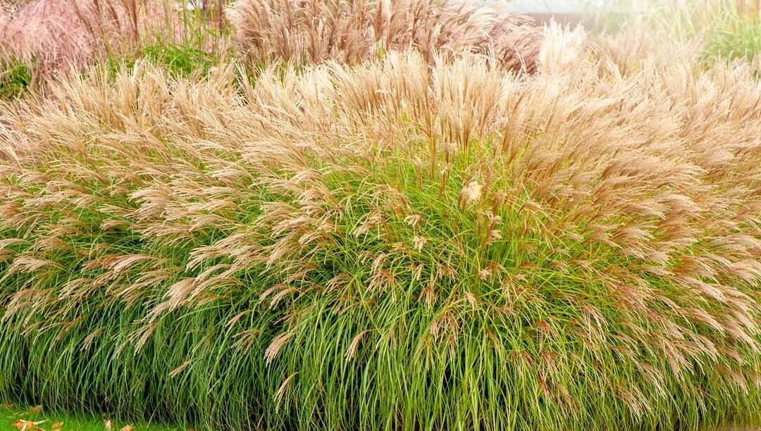 Miscanthus Utilisation : Découvrez ses Avantages Incomparables !
