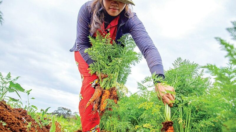 Optimisez votre jardin avec la lombricompost utilisation efficace !