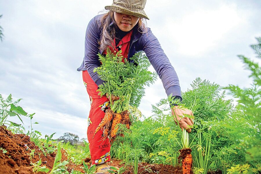 Optimisez votre jardin avec la lombricompost utilisation efficace !