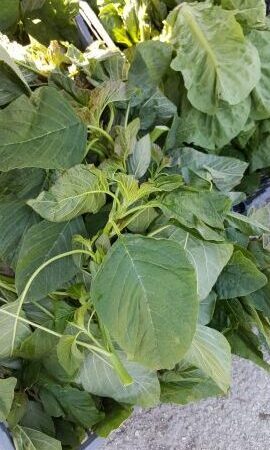 Plante utilisée pour le tressage des paniers : Guide Pratique