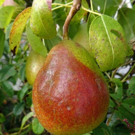 Poire Louise : Bonne Utilisation pour Sublimer Vos Recettes !