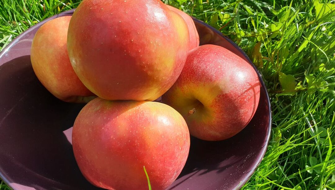 Pomme Boskoop Utilisation : Découvrez ses Meilleures Applications !