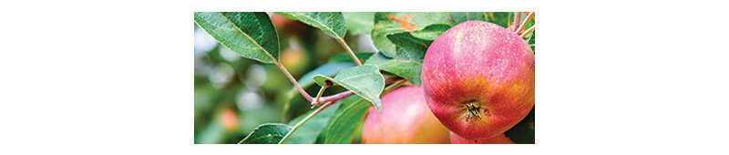 Pomme Daliclass Utilisation : Optimisez Vos Applications Efficacement