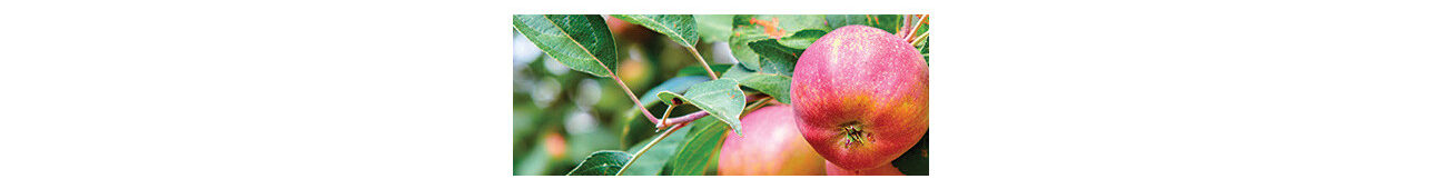 Pomme Daliclass Utilisation : Optimisez Vos Applications Efficacement