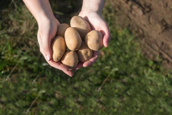Pomme de terre adora utilisation : 10 Astuces Incontournables!
