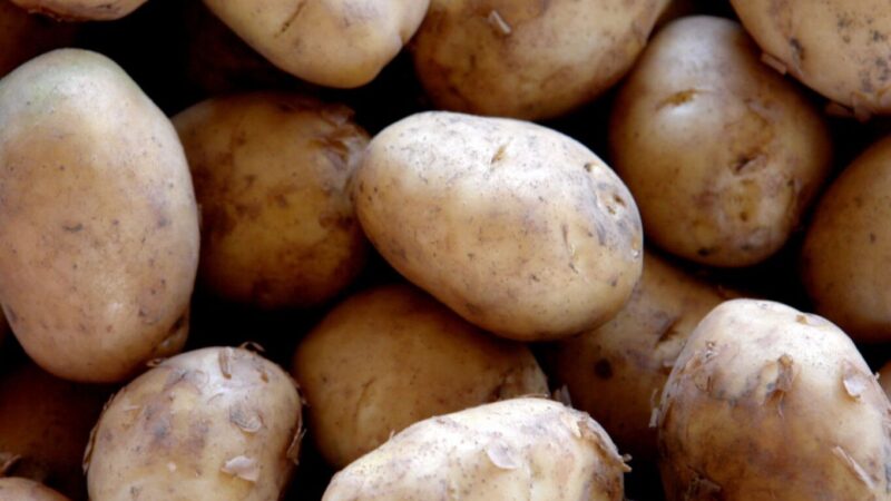 Pomme de terre Agata : Utilisation idéale pour vos plats savoureux