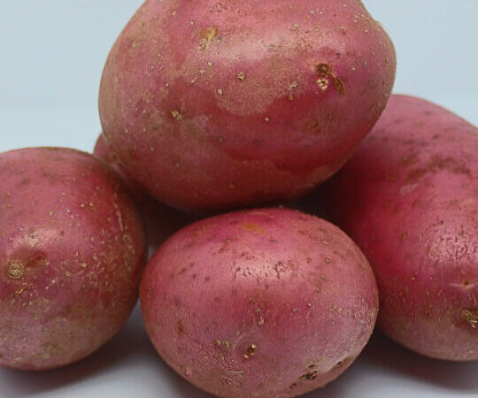 Pomme de terre Alouette : utilisation optimale à découvrir!
