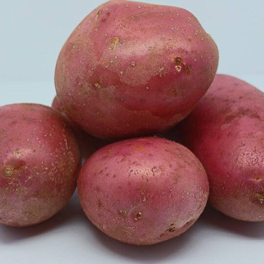 Pomme de terre Alouette : utilisation optimale à découvrir!