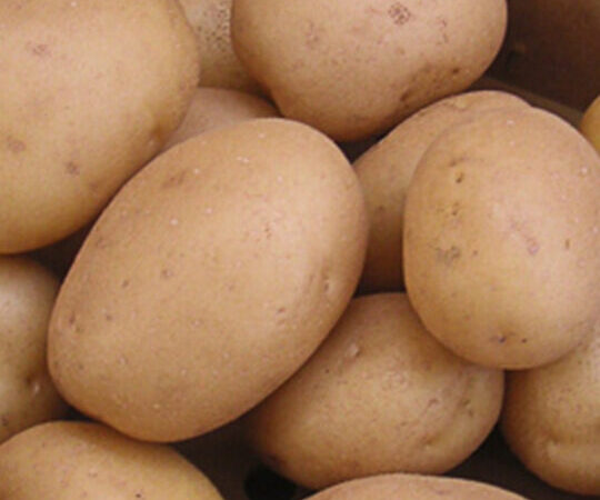 Pomme de terre Anaïs utilisation : Boostez vos plats maison !