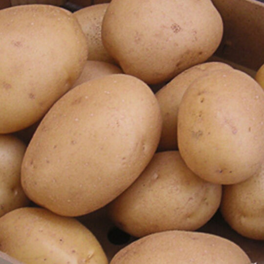 Pomme de terre Anaïs utilisation : Boostez vos plats maison !