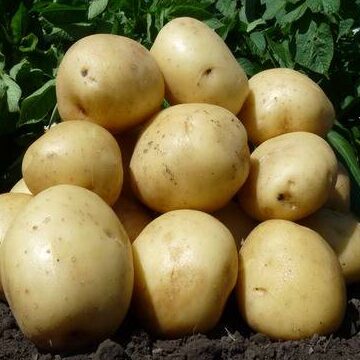 Pomme de terre Arizona utilisation : Découvrez ses multiples atouts !
