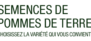 Pomme de terre fontane utilisation : découvrez ses multiples avantages !