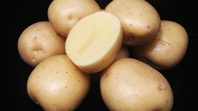 Pomme de terre Harry utilisation : Maximisez vos recettes !
