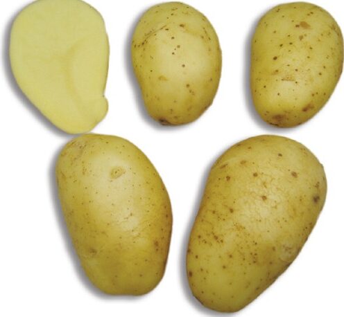 Pomme de terre Maiwen utilisation : Maximizez ses bienfaits !