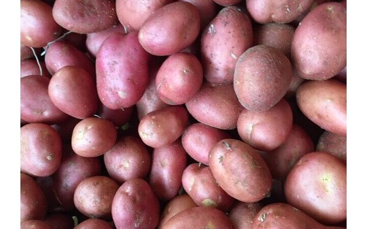 Pomme de terre Manitou utilisation : Maximisez votre productivité !