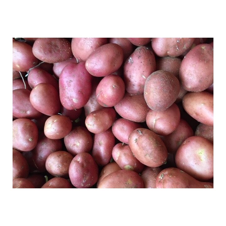 Pomme de terre Manitou utilisation : Maximisez votre productivité !