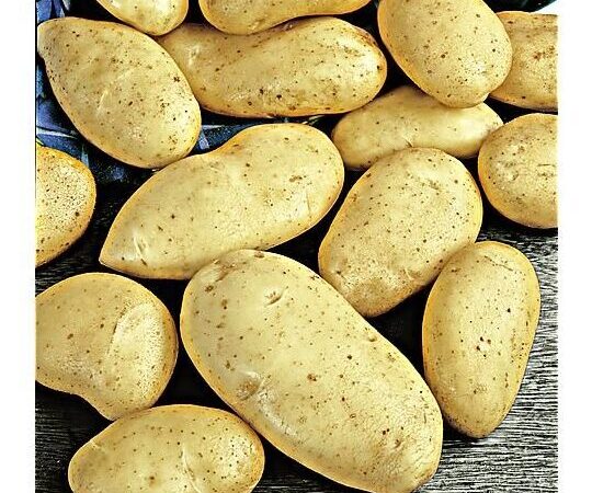 Pomme de terre Marabel utilisation : Guide complet pour vos plats savoureux