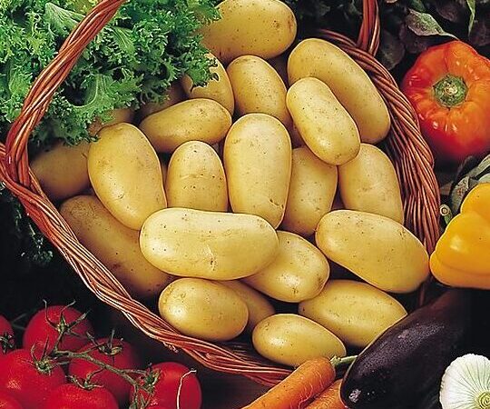 Pomme de terre Mona Lisa utilisation : Découvrez ses bienfaits !