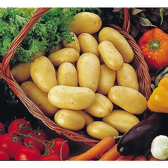 Pomme de terre Mona Lisa utilisation : Découvrez ses bienfaits !