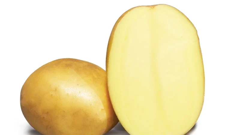 Pomme de terre Osiris : Utilisation et astuces pratiques incontournables