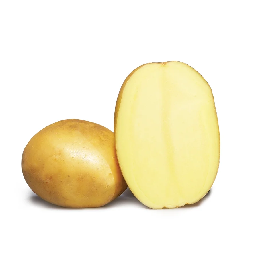 Pomme de terre Osiris : Utilisation et astuces pratiques incontournables