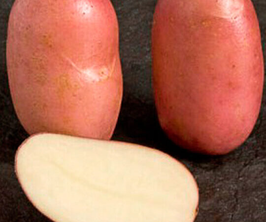 Pomme de terre prospère utilisation : Transformez vos recettes !