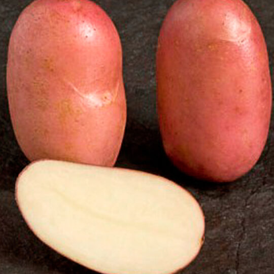 Pomme de terre prospère utilisation : Transformez vos recettes !