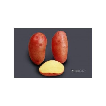 Pomme de terre Rosabelle : Utilisation gourmande et pratique