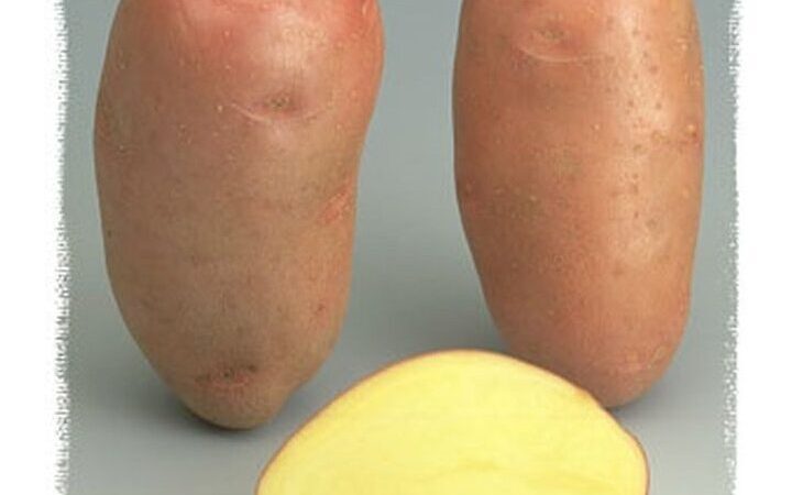Pomme de terre rouge utilisation : Maximisez ses bienfaits culinaires !