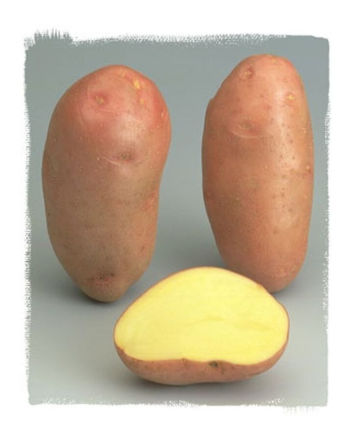 Pomme de terre rouge utilisation : Maximisez ses bienfaits culinaires !