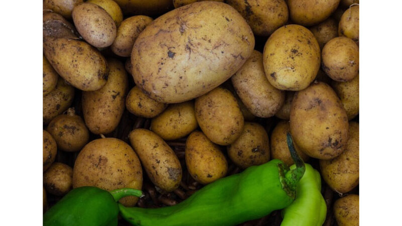 Pomme de terre samba utilisation : Découvrez ses multiples bienfaits! » Comment Utiliser Pomme de terre samba utilisation : Découvrez ses multiples bienfaits!