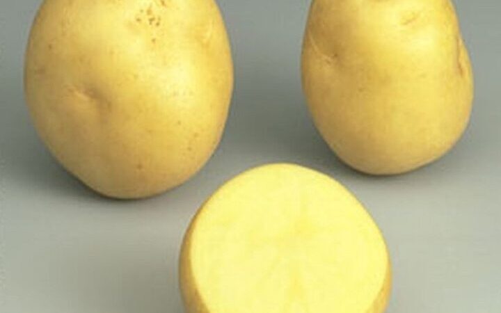 Pomme de terre Sirtema utilisation : Maximisez vos recettes gourmandes!
