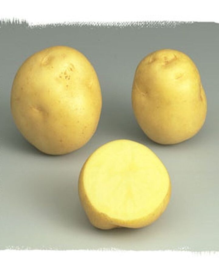 Pomme de terre Sirtema utilisation : Maximisez vos recettes gourmandes!