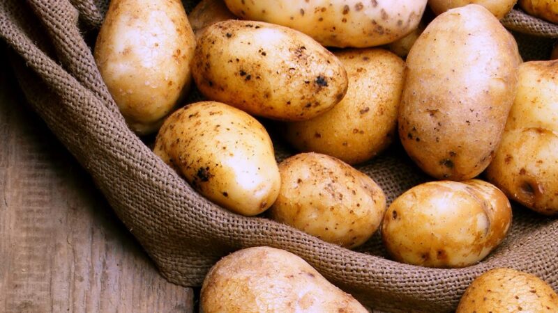 Pomme de terre starlette utilisation : Le guide complet et pratique