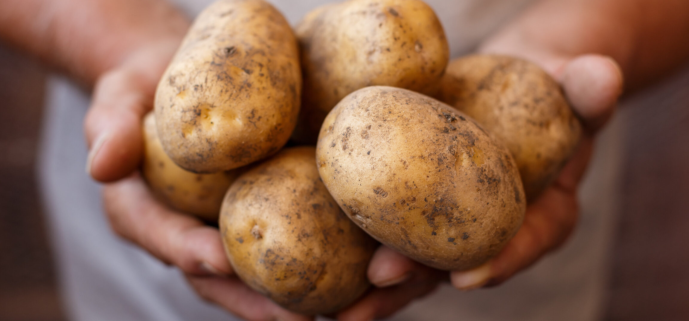 Pomme de terre variété noblesse utilisation : Guide complet pour vos recettes