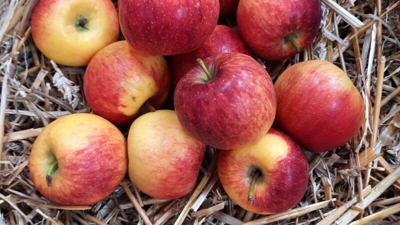 Pomme Elstar Utilisation : Découvrez ses Meilleurs Usages !