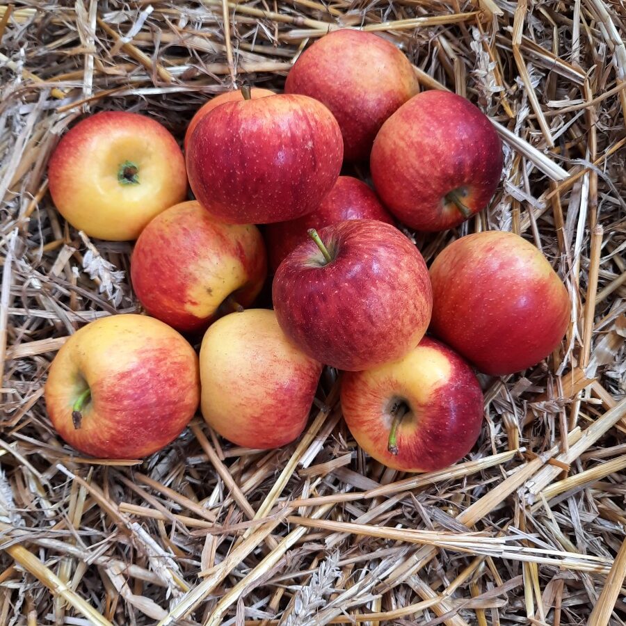 Pomme Elstar Utilisation : Découvrez ses Meilleurs Usages !