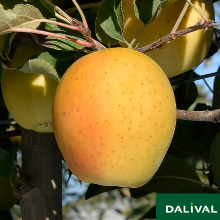Pomme Goldrush Utilisation : Découvrez Ses Meilleures Applications !