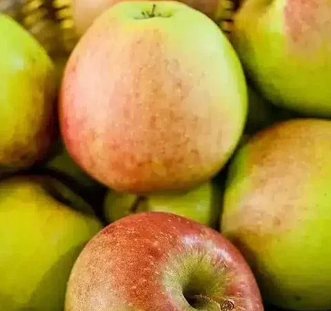 Pomme Jubilé Utilisation : Maximisez ses Bénéfices et Applications