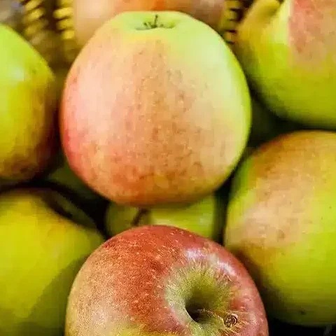 Pomme Jubilé Utilisation : Maximisez ses Bénéfices et Applications