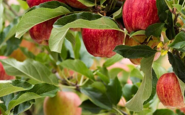 Pomme Pirouette Utilisation : Maximisez son Efficacité au Quotidien