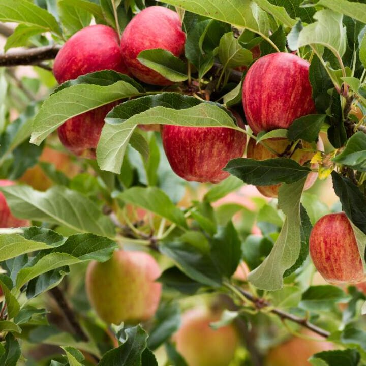Pomme Pirouette Utilisation : Maximisez son Efficacité au Quotidien