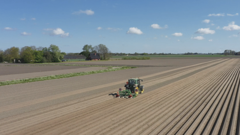 Pommes de terre Artemis : Utilisation optimale et conseils pratiques