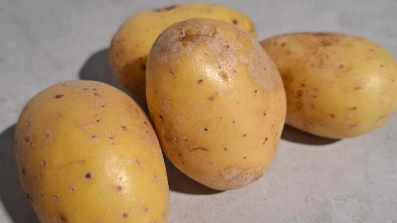 Pommes de terre Bernadette utilisation : Les meilleures recettes et astuces !