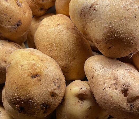 Pommes de terre Challenger utilisation : Maximisez vos plats !