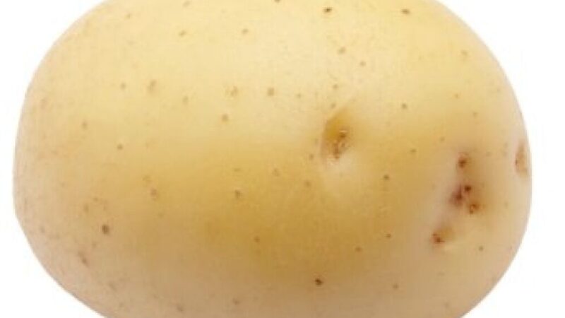 Pommes de terre Colomba utilisation : Découvrez ses multiples atouts !